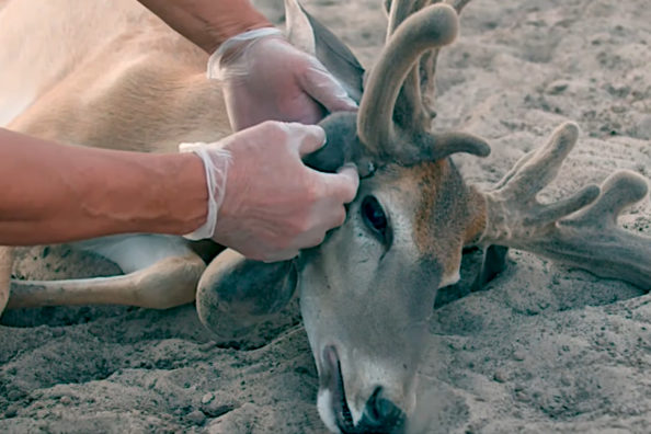 Penned Buck Gets Antlers Removed for Safety Due to Infection