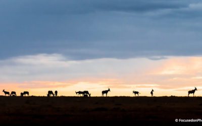 Photo Of The Day By FocusedonPhotos