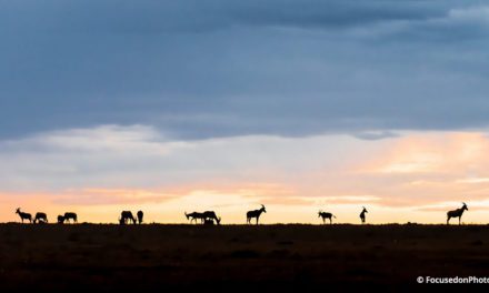 Photo Of The Day By FocusedonPhotos