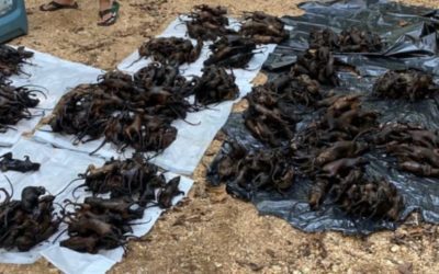 Poachers Busted With 151 Squirrels Over the Limit By Missouri Officials