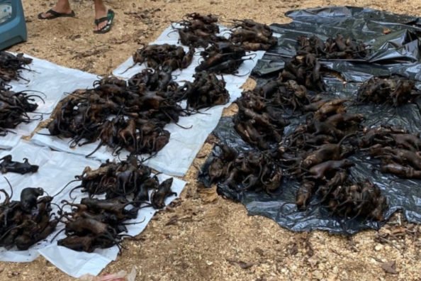 Poachers Busted With 151 Squirrels Over the Limit By Missouri Officials