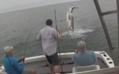Shark Spectacularly Steals a Striper Off a Fisherman’s Hook