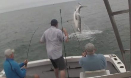 Shark Spectacularly Steals a Striper Off a Fisherman’s Hook