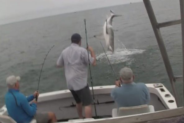 Shark Spectacularly Steals a Striper Off a Fisherman’s Hook