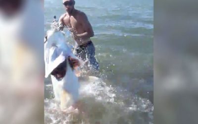 Strap in for This Angler’s Epic Showdown With a Monster Tarpon