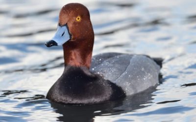 The Redhead Duck: An All-Time Favorite of Waterfowlers Everywhere
