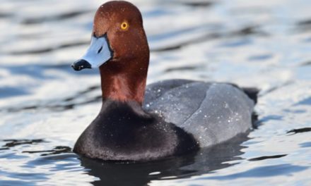 The Redhead Duck: An All-Time Favorite of Waterfowlers Everywhere