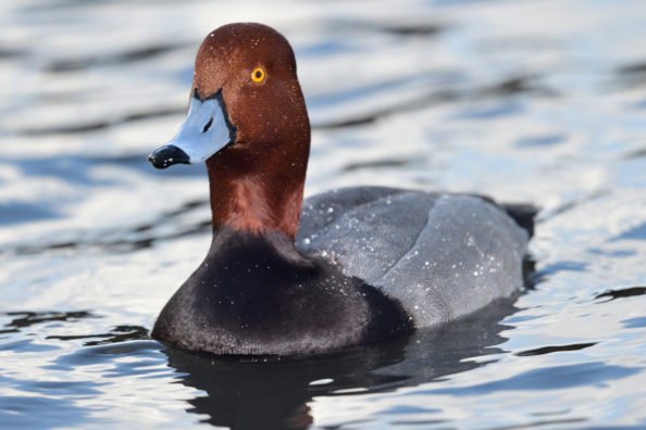 The Redhead Duck: An All-Time Favorite of Waterfowlers Everywhere