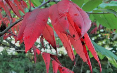 Venture Outdoors for an Adventure this Autumn in Nebraska!