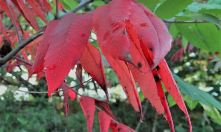 Venture Outdoors for an Adventure this Autumn in Nebraska!