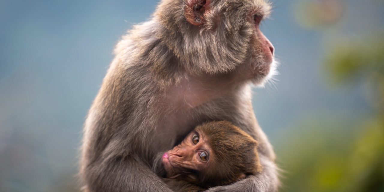 Wildlife 2021 Photo Contest Finalists