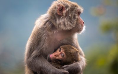 Wildlife 2021 Photo Contest Finalists