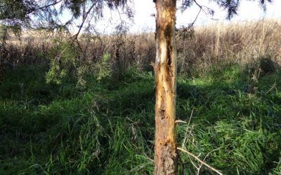 13 Tips For Archery Deer Hunting During the Rut