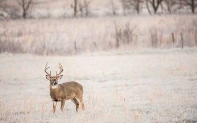 3 States with the Best Deer Hunting Season Weather