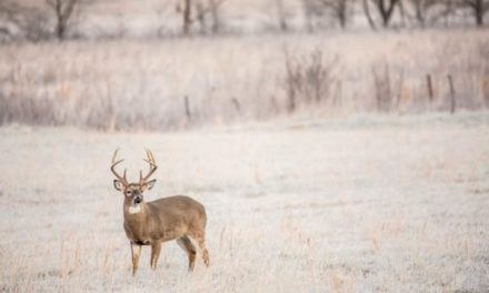 3 States with the Best Deer Hunting Season Weather