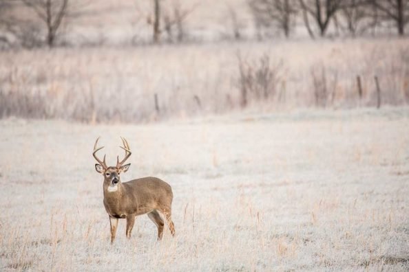 3 States with the Best Deer Hunting Season Weather