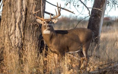 4 Reasons Deer Hunting May See a Decline & What We Can Do About It