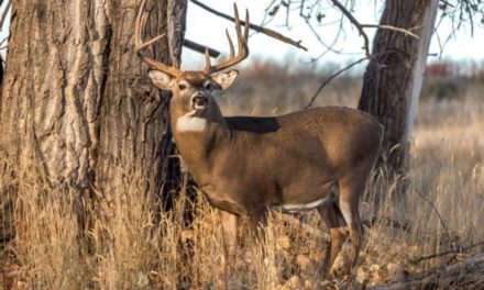 4 Reasons Deer Hunting May See a Decline & What We Can Do About It