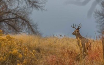 4 Things to Take Away From a Failed Hunting Trip
