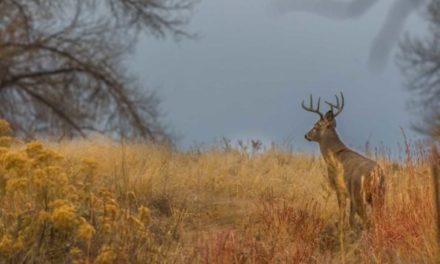 4 Things to Take Away From a Failed Hunting Trip