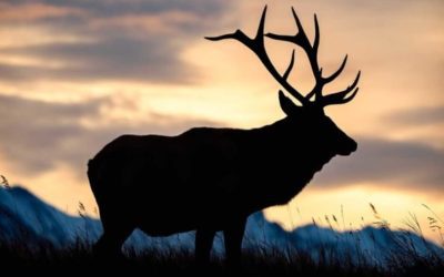 5 Best Hunting States West of the Rockies