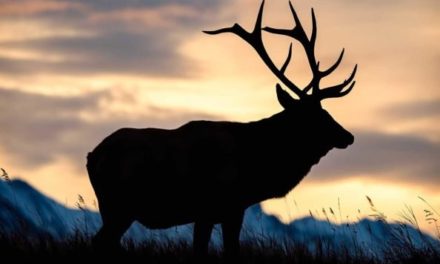 5 Best Hunting States West of the Rockies