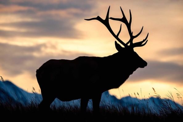 5 Best Hunting States West of the Rockies