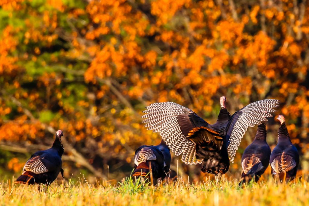 Fall Turkey Hunting