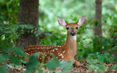 Baby Deer: Facts and Herd Health Indicators of the Fawns We See Every Year