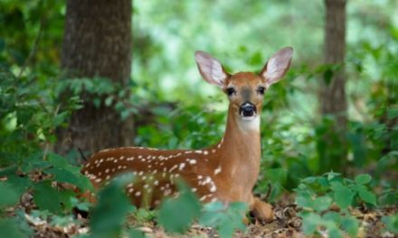 Baby Deer: Facts and Herd Health Indicators of the Fawns We See Every Year