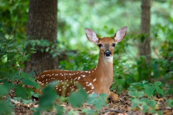 Baby Deer: Facts and Herd Health Indicators of the Fawns We See Every Year