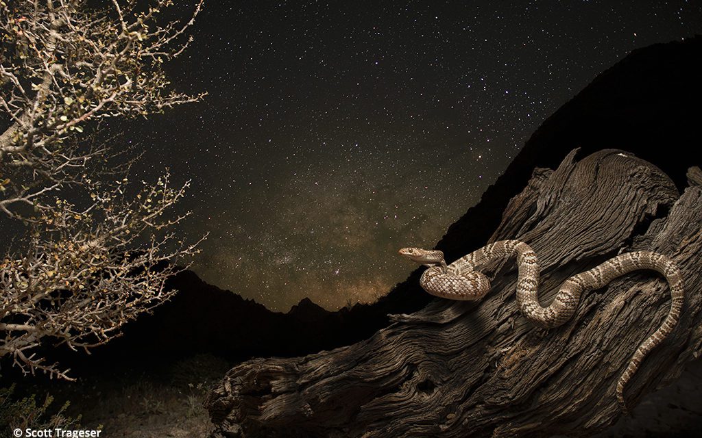 Behind The Shot: Sonoran Lyresnake