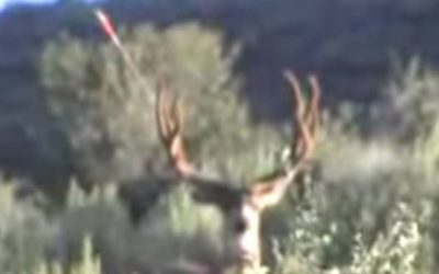 Bowhunter’s Missed Shot is Gonna Make You Cringe