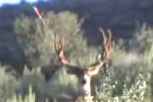 Bowhunter’s Missed Shot is Gonna Make You Cringe