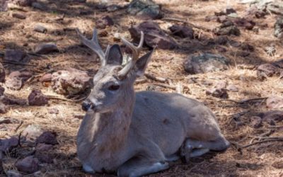 Coues Deer: Finding, Hunting, and Appreciating This Special Deer Species