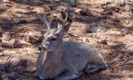 Coues Deer: Finding, Hunting, and Appreciating This Special Deer Species
