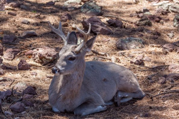 Coues Deer: Finding, Hunting, and Appreciating This Special Deer Species