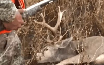 Deer Seemingly Tries to Get Even With Hunter