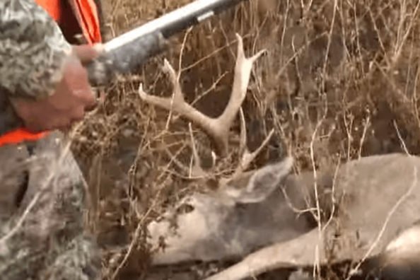 Deer Seemingly Tries to Get Even With Hunter