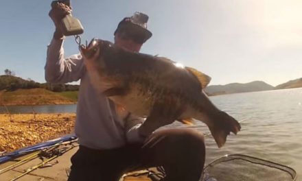 Fisherman Hooks and Lands a 17-Pound Bass