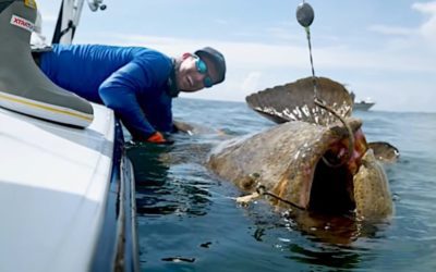 Florida to Re-Open Goliath Grouper Harvests After 30-Year Closure
