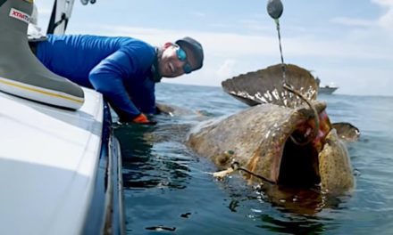 Florida to Re-Open Goliath Grouper Harvests After 30-Year Closure