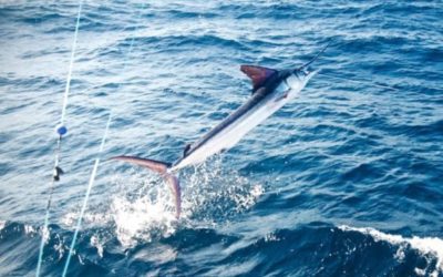 Fly Fishing Marlin on the FADs in Costa Rica