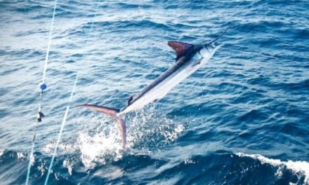 Fly Fishing Marlin on the FADs in Costa Rica