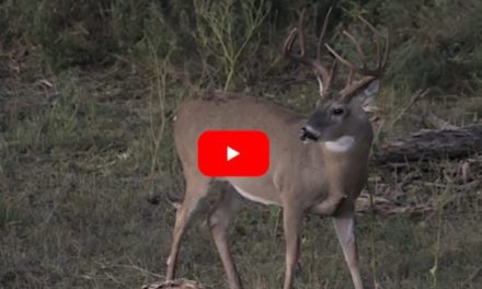 Giant Oklahoma 10-Pointer Goes Down in Exciting Opening Day Muzzleloader Hunt