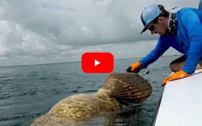 Goliath Grouper Pulls Angler Overboard During Unhooking Attempt