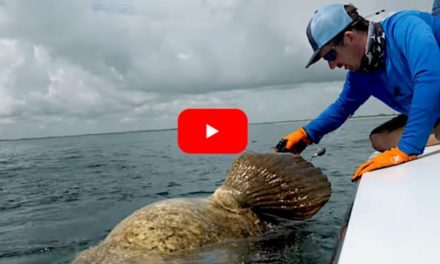 Goliath Grouper Pulls Angler Overboard During Unhooking Attempt