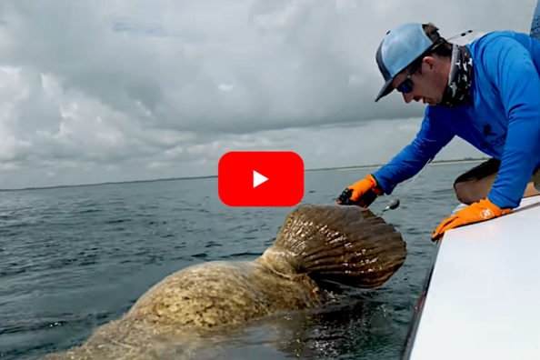 Goliath Grouper Pulls Angler Overboard During Unhooking Attempt