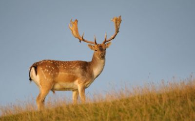 How to Plan Your Next Fallow Deer Hunt
