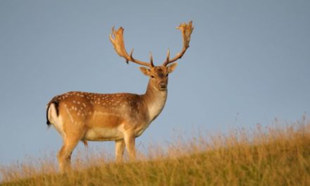 How to Plan Your Next Fallow Deer Hunt